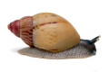 Lissachatina zanzibarica type 4 juvenil